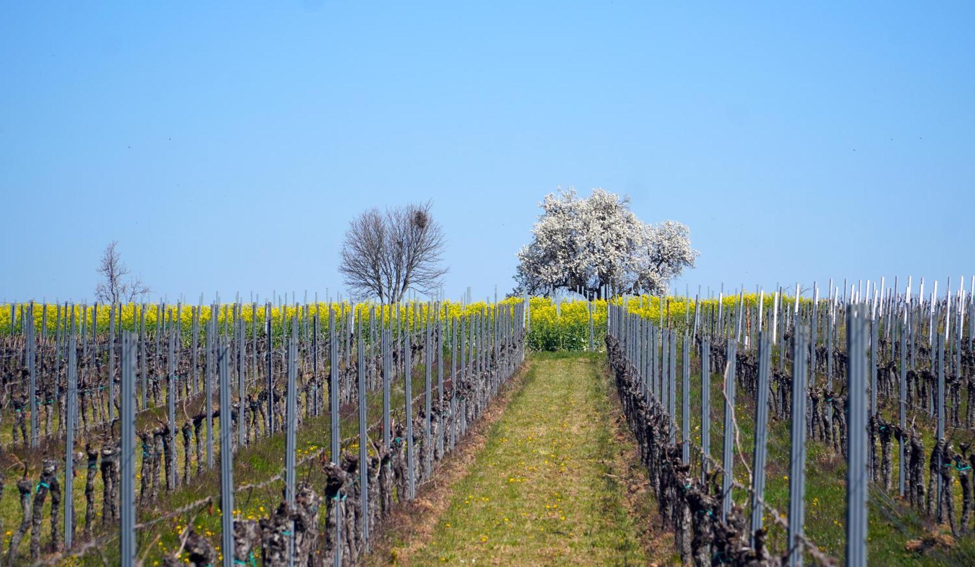 Mas Can Calet Aparthotel Les Franqueses del Valles ภายนอก รูปภาพ